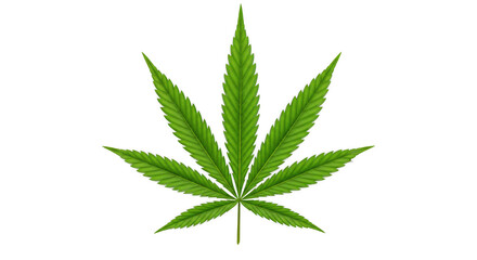 Green cannabis leaf in isolated background