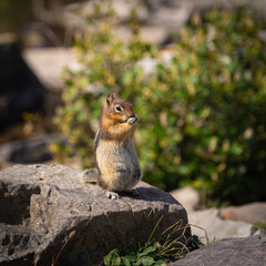 squirrel in the park