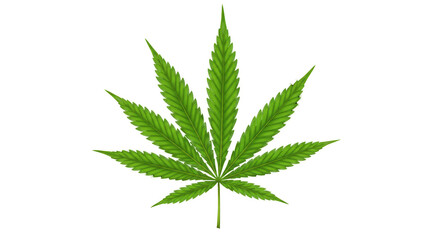 Green cannabis leaf in isolated background