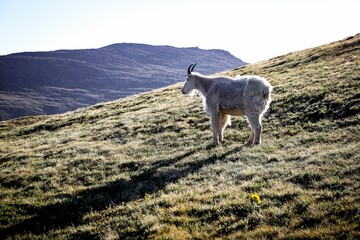 Mountain goat on grassy hillside with mountain view.