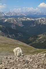 Mountain goat on rocky terrain with snow-capped peaks.
