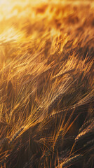 Golden Wheat Grains Swaying in the Sunset Breeze Capturing Nature's Abundance and Beauty in Rustic Countryside