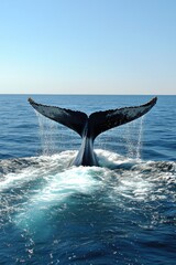 Fototapeta premium A whale's tail emerging from the ocean, surrounded by clear blue water.