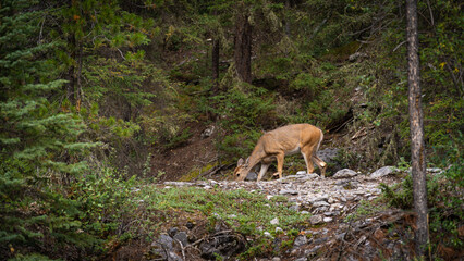 deer in the woods