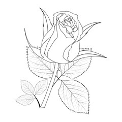 Rose Flower Line Art Vector Illustration