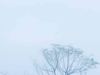  冬の早朝の霧のかかった森19