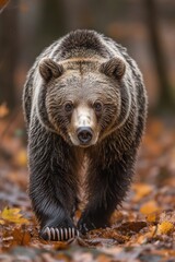 Fototapeta premium A close-up of a bear walking through a forest with autumn leaves scattered on the ground.