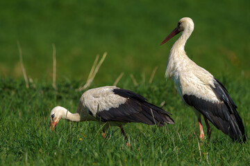 beautiful white storks in a green meadow