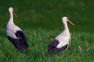 two white storks in the grass
