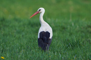 stork in the grass