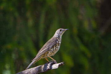 Mistle thrush on a dry branch
