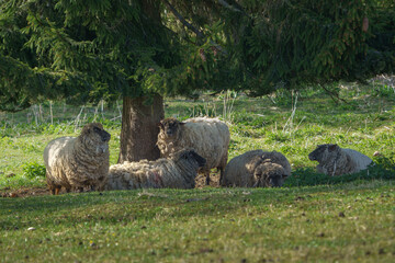 sheep in the field