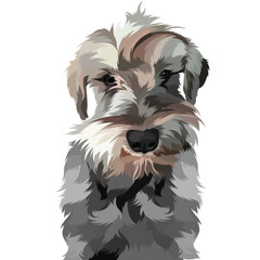 white schnauzer puppy