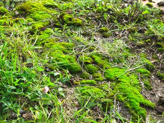 wet green moss on the ground