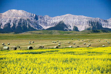 Yellow Canola Canadian Rockies Prairies Landscape Alberta