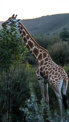Obraz premium A giraffe grazing in a natural setting, showcasing its long neck and distinctive patterns.
