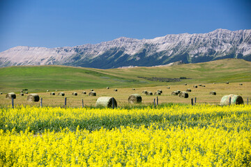 Yellow Canola Canadian Rockies Prairies Landscape Alberta