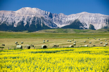 Yellow Canola Canadian Rockies Prairies Landscape Alberta