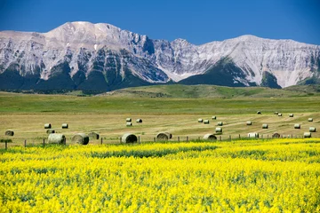 Gordijnen Yellow Canola Canadian Rockies Prairies Landscape Alberta © laughingmangovideo