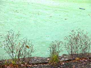 old overgrown manor pond with mud
