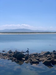 Serene image of a Seagull Standing on a Rock in the middle of the Sea