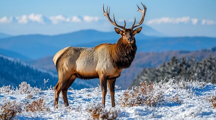 Majestic elk standing in snowy mountain landscape.