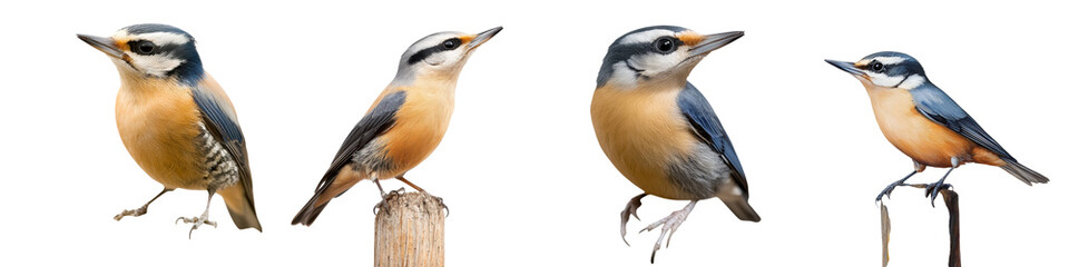 Closeup of a vibrant and colorful small songbird such as a titmouse nuthatch or woodpecker perched on a wooden tree branch in a natural outdoor environment