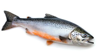 Obraz premium Raw salmon. One fresh salmon fish isolated on white background with clipping path