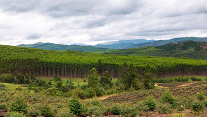 Beautiful landscape with a forest and mountains at Piggs Peak in Eswatini