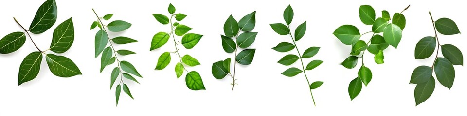 Green leaves arranged on a white background
