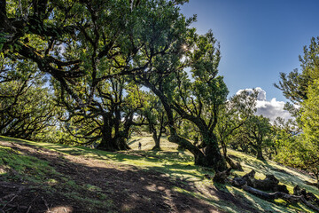 Sunlight Shining Through Mature Laurel tree in Scenic Fanal Forest Landscape, Madeira