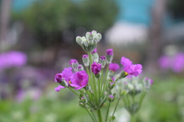 Primula beesiana subsp beesiana Forrest, Lovely pink flowers blooming in a garden in Scotland,