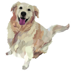 golden retriever with ball