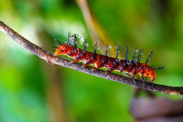caterpillar on a leaf