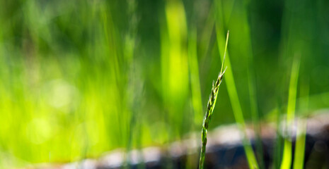green grass in the morning