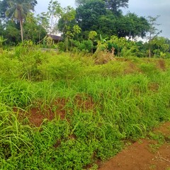 Obraz premium Green scenery in the village