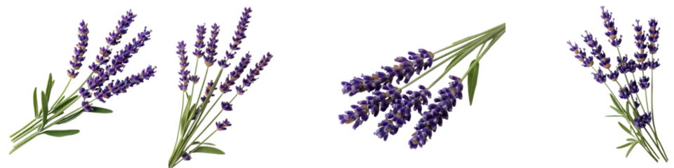  Breathtaking bouquet of lush fragrant lavender flowers in a natural outdoor setting creating a tranquil and serene atmosphere for aromatherapy spa and relaxation experiences © R Studio