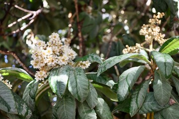 Leafy garden scenery. High quality photo