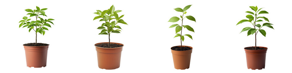 Fototapeta premium Flourishing Potted Plants Backdrop for Peaceful Natural Lifestyle Scenes Vibrant green foliage and healthy growth in terracotta pots creating a serene and organic environment for home office