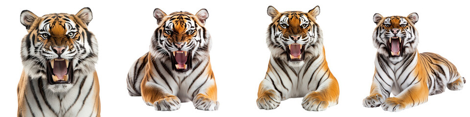 Fototapeta premium Closeup portrait of a fierce Bengal tiger snarling and baring its sharp teeth showcasing the majestic and powerful nature of this big cat predator in the wild The tiger s intense gaze whiskers