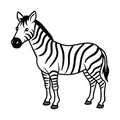 zebra isolated on white