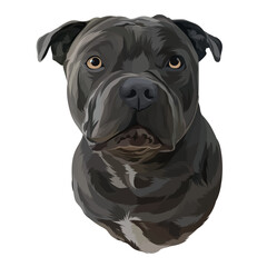 english bulldog portrait