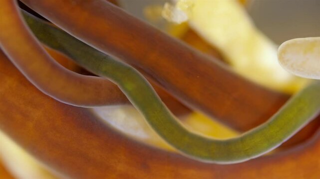 Different Nemertea worms under microscope. Amphiporus lactifloreus, Lineus ruber, Lineus viridis. Predators, tapeworms that secrete large amounts of mucus. White Sea