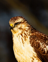 bird, natur, wild lebende tiere, tier, greifvogel, raubtier, wild, bussard, buzzard, bird of prey, wildlife, schönheit, kopf, portrait