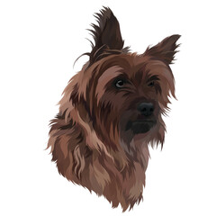 yorkshire terrier isolated on white background