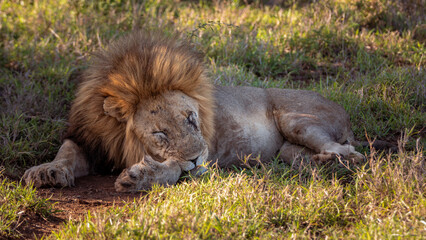 Wild lion sleeping in the sun in the Manyoni Private Game Reserve in KwaZulu-Natal in South Africa