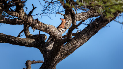 African Hoopoe (Upupa Africana) sitting on a tree in in the Manyoni Private Game Reserve in KwaZulu-Natal in South Africa
