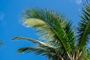 Fototapeta premium palm tree on blue sky