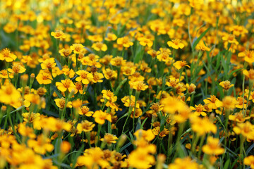 A field of small yellow flowers Blooms profusely with long green leaves. Under the afternoon sun

