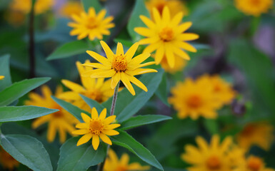 Arnica Montana's yellow flowers bloom against the green foliage. Make it stand out in the...